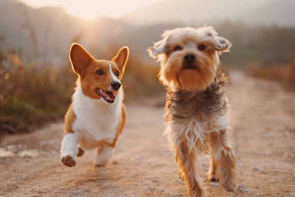 running dogs Newbury Animal Hospital